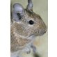 Gewöhnlicher Degu