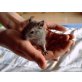 Gewöhnlicher Degu