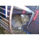 Gewöhnlicher Degu - männlich