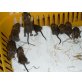 Gewöhnlicher Degu - männlich