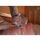 Gewöhnlicher Degu - männlich
