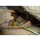 Gewöhnlicher Degu - weiblich