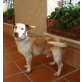 Ghandi, Beaglemischling Welpen - Rüde