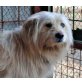Ghandi, Tibetterrier-Spitz-Mix - Rüde