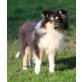 Ghino, Collie - Rüde