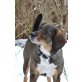 Ghost, Dackel-Bracken-Mix - Rüde