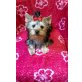 Gia liebe Yorkshireterrierwelpin mit AT, Yorkshire Terrier - Hündin