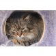 Giacomo, Norwegische Waldkatze Mischling - Kater