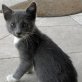 Gianna, Kartäuser Mix - Katze