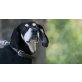 Giasmin, Schäfer Labrador - Rüde