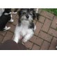 Gibsy, Jack Russel- Malteser Mix  Welpen - Hündin