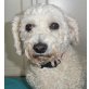 Gigi 2, Bichon-Mischlingshündin - Hündin