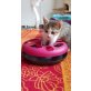 Gigi, Europäisch Kurzhaar - Katze