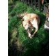 Gigi, Gigi sucht sein zuhause - Rüde