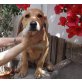 Gigi, Segugio-Mix - Rüde