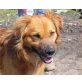 Gigolo 2, Retriever-Spaniel - Rüde