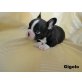 Gigolo, Französische Bulldogge Welpen - Rüde