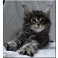 Gigolo, Maine Coon - Kater
