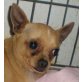 Gilbert, Chihuahua kurzhaariger Schlag - Rüde