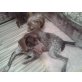 Gilda, Gilda, Pointer - Hündin