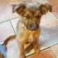 Gilda II liebe unkomplizierte kleine Dame, Nette kleine Mischlingshündin Welpen - Hündin