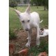 Gilda, Schäferhund- Mix - Hündin