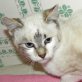 Gilda, scheue - Katze