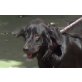 Gilda, tolle Familienhündin - Hündin