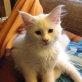 Gilderoy, Maine Coon - Kater