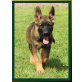 Gildo von der Osterwiese, Deutscher Schäferhund - Rüde
