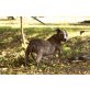 Gina(Bea)  die liebevolle Pitbullmixhündin s - Hündin