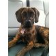 Gina, Boxermischling - Hündin