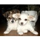 Gina, Chihuahua langhaariger Schlag Welpen - Hündin