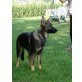 Gina, Deutscher Schäferhund Welpen - Hündin