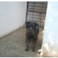 Gina, Die wunderschöne Gina sucht ihre Familie - Hündin
