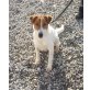 Gina, Fox Terrier Mix Gina - Hündin