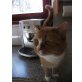 Gina, Hauskatze - Katze