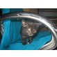 Gina - Katze