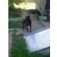 Gina, Labrador-Münsterländer Mix Hündin - Hündin