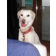 Gina, Labrador Retriever - Hündin