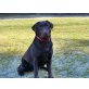 Gina, Labrador Retriever - Hündin