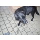 Gina, Labrador Retriever - Hündin