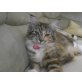 Gina, Maine Coon - Katze