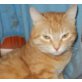 Gina, Mischling - Katze