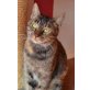 Gina, Mischling - Katze