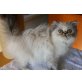 Gina, Perser Colourpoint - Katze