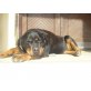 Gina, Rottweiler - Hündin