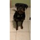 Gina, Rottweiler Welpen - Hündin