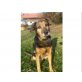 Gina, Schäferhund-Mischling - Hündin