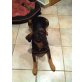 Gina, Schäferhundmischling - Hündin